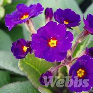 Primula 'Stella Pheasant Eye'
