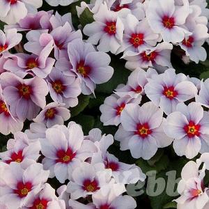 Primula 'Antique Silver Shadow'