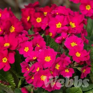 Primula 'Stella Cherryade'