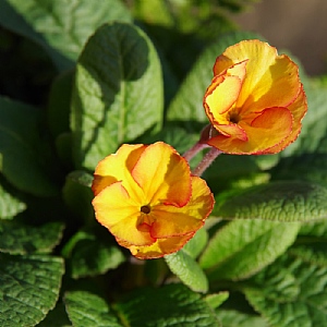 Primula elatior 'Goldnugget Apricot'
