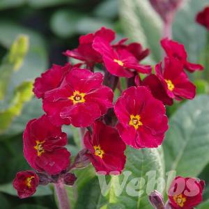 Primula elatior 'Goldnugget Red'
