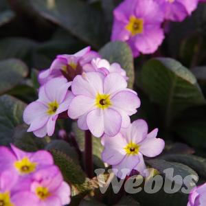 Primula elatior 'Goldnugget Violet'