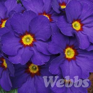 Primula 'Husky Pheasant Eye'