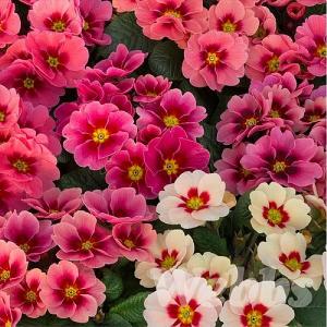 Primula 'Husky Raspberry Punch'