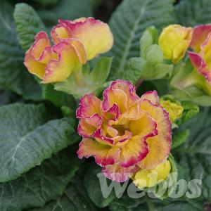 Primula acaulis 'Marli Candy Corn'