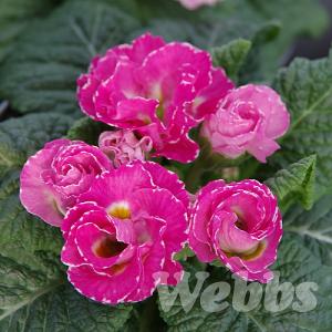 Primula acaulis 'Marli Rose Shades'