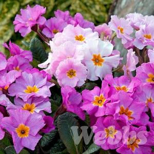 Primula 'Stella Pink Champagne'