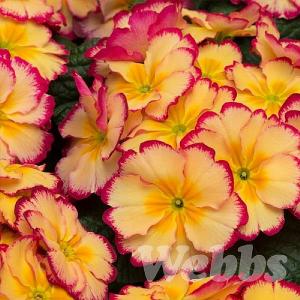 Primula 'Scentsation Rhubard & Custard'