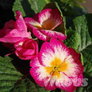 Primula 'Scentsation Raspberry Ripple'