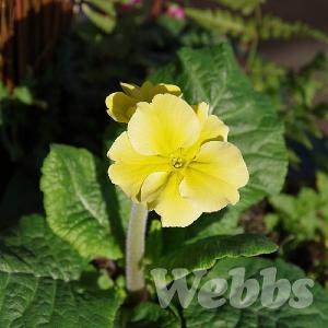 Primula elatior 'Stieletto Clear Yellow'