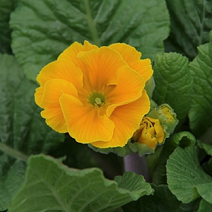 Primula elatior 'Stieletto Sunset Orange'