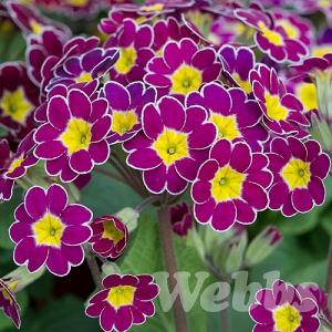 Primula 'Victoriana Lilac Lace'
