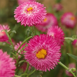 Bracteantha 'Granvia Dark Pink Flame'
