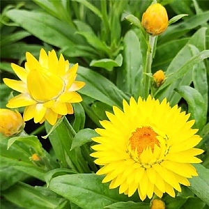 Bracteantha 'Granvia Gold'