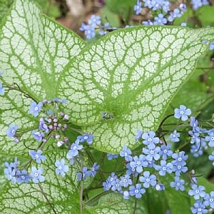 Brunnera 'Alexanders Great'