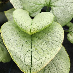 Brunnera macrophylla 'Alexandria'