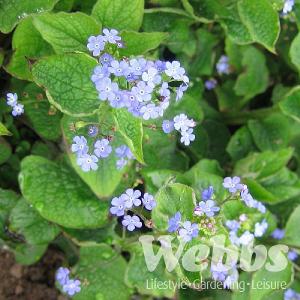 Brunnera macrophylla