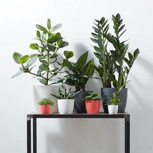 Elho Brussels Round Mini Planter 12.5cm (Various Colours)