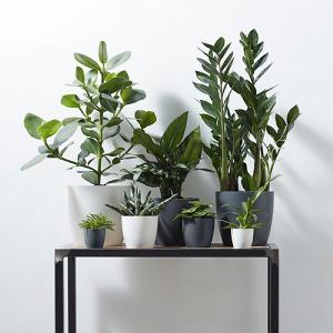 Elho Brussels Round Planter 18cm (Various Colours)