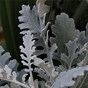 Senecio cineraria 'Winter Whispers'