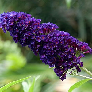 Buddleja Davidii 'Black Knight'