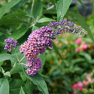 Buddleia 'Flower Power'