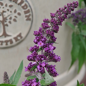 Buddleja 'Rocket Star Orchid'