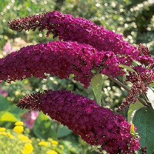 Buddleia davidii 'Royal Red'