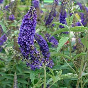 Buddleia davidii 'Empire Blue'