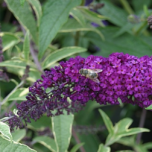 Buddleia davidii 'Harlequin'