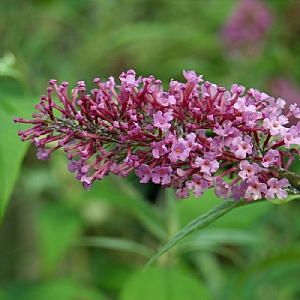 Buddleia davidii 'Pink Delight'