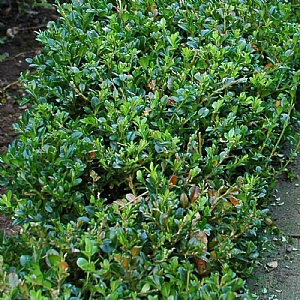 Buxus sempervirens