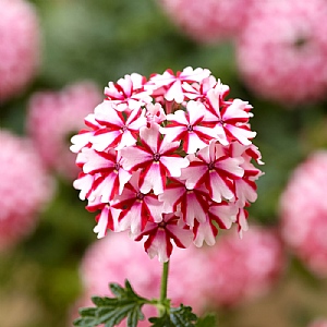 Verbena 'Lanai Candy Cane Imp'