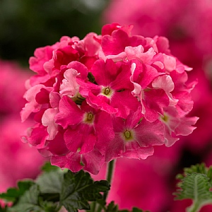 Verbena 'Lanai Compact Candy Pink'