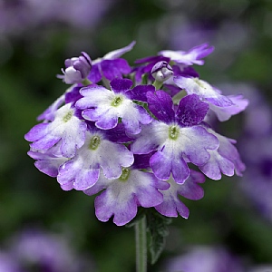 Verbena 'Lanai Twister Purple'