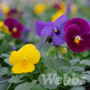 Viola 'Deltini Caribbean Dream Mix'