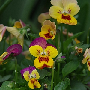 Viola 'Deltini Copperfield'