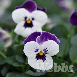 Viola 'Deltini Cuty'