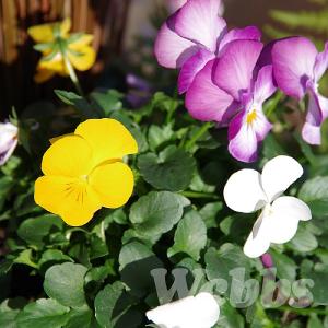 Viola 'Deltini Bay Breeze Trio'