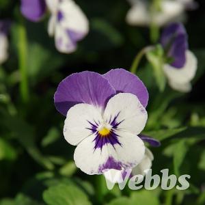 Viola 'Sorbet Delft Blue'