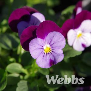 Viola 'Sorbet Denim Jump Up'