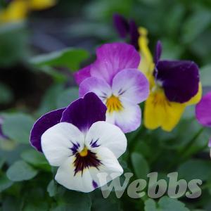 Viola 'Deltini Heavens Gate Trio'