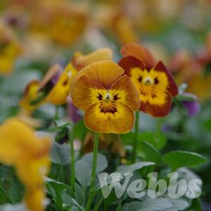 Viola 'Deltini Honeybee'