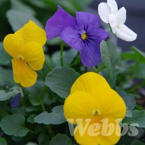 Viola' Deltini Lady Sunshine Trio'