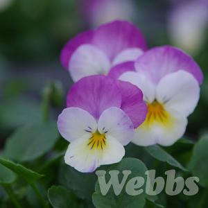 Viola 'Deltini Rose Pink'