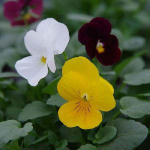 Viola 'Deltini Sunrise Deluxe Trio'