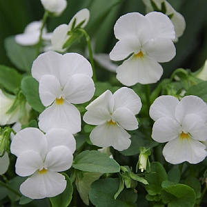 Viola 'Deltini White'