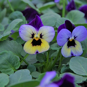 Viola 'Endurio Blue Yellow Wing'