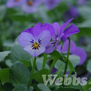 Viola 'Endurio Lavender'