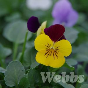 Viola 'Endurio Complete Mix'